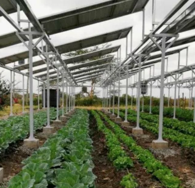 Подробнее о статье АгроФотовольтаика: выращивание сельхозкультур под панелями