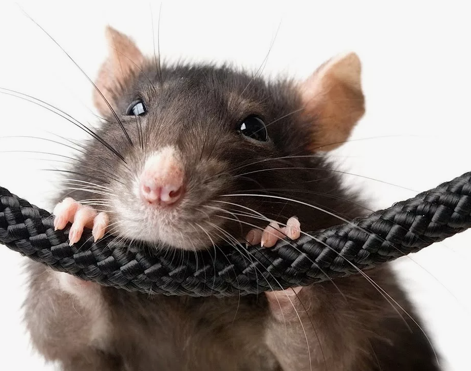 Подробнее о статье Риск короткого замыкания при повреждении кабеля грызунами